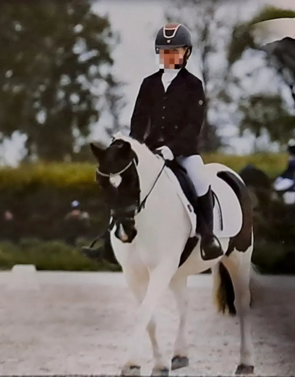 12hh All-rounder Pony - Image 1