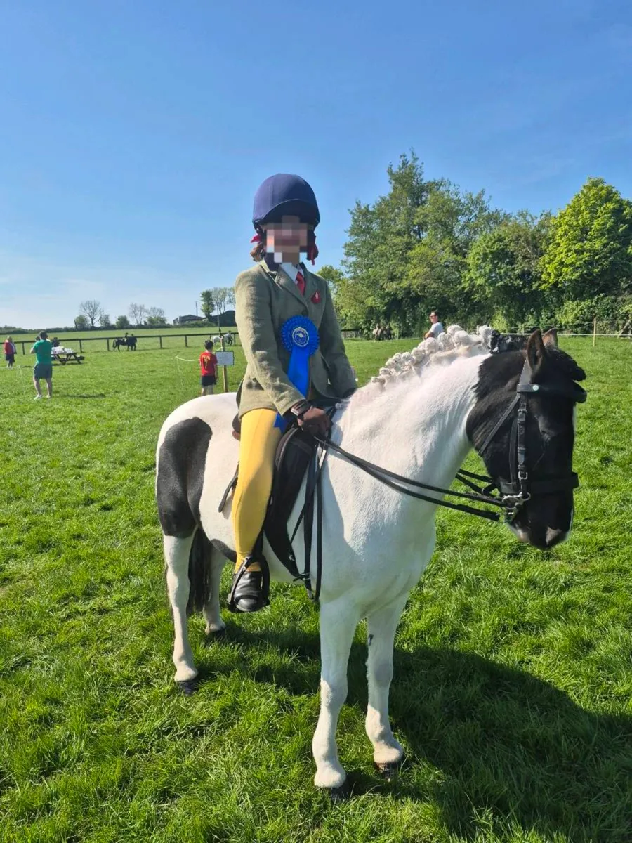 12hh All-rounder Pony - Image 2