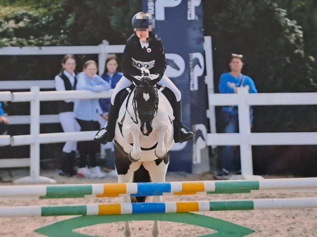 12hh All-rounder Pony - Image 4