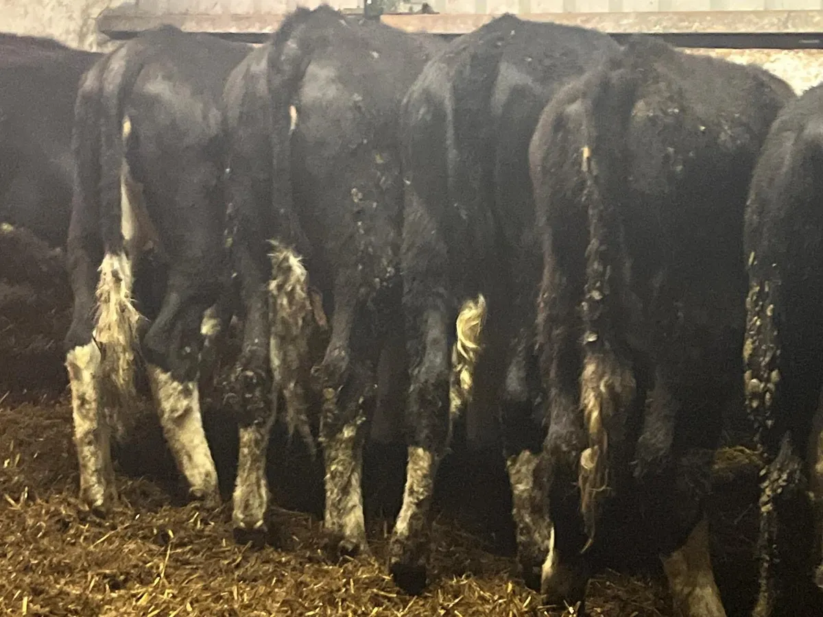 Yearling Heifers - Image 2