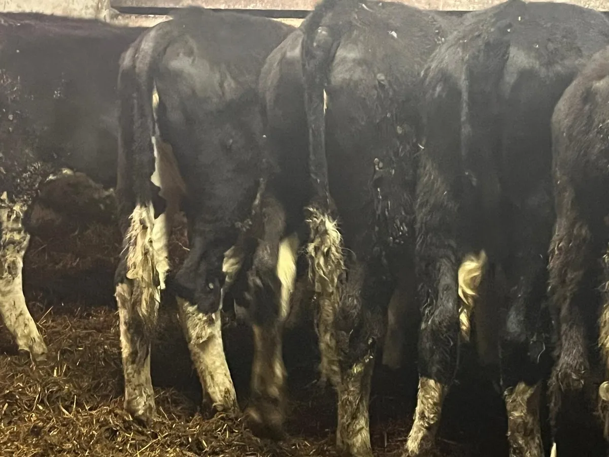 Yearling Heifers - Image 3