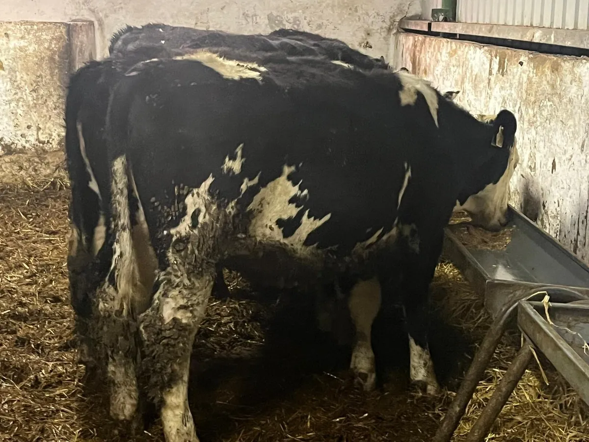 Yearling Heifers - Image 4