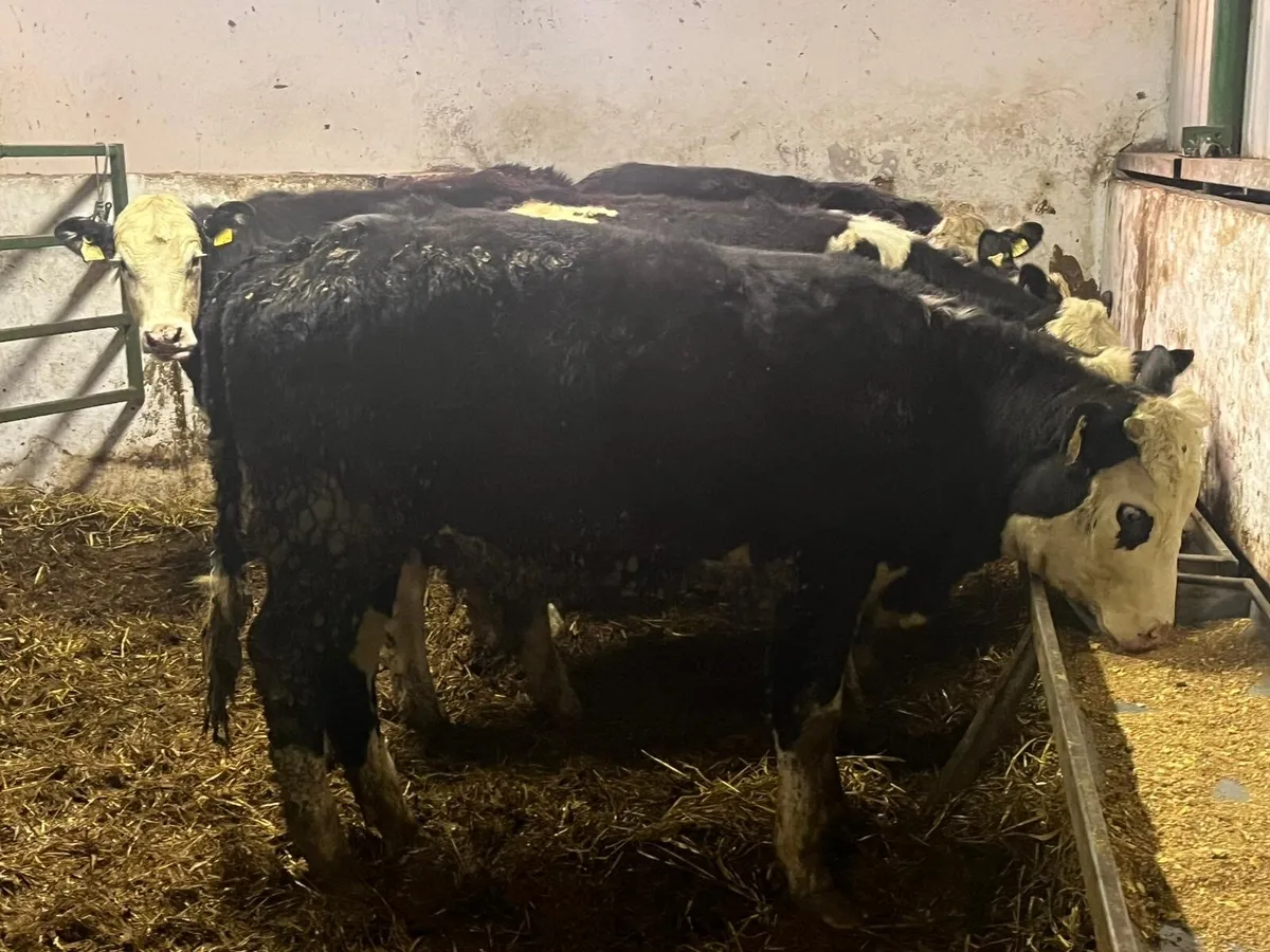 Yearling Heifers - Image 1
