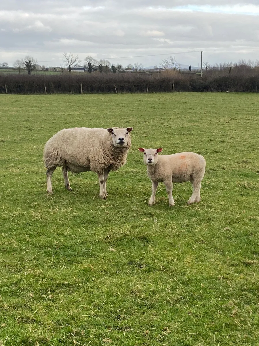Sheep adoption gate - Image 3