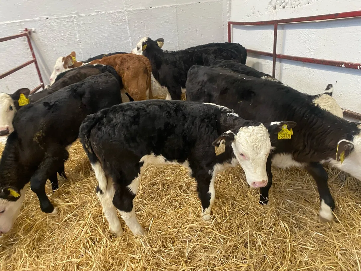 10 Super Whitehead Heifers - Image 1