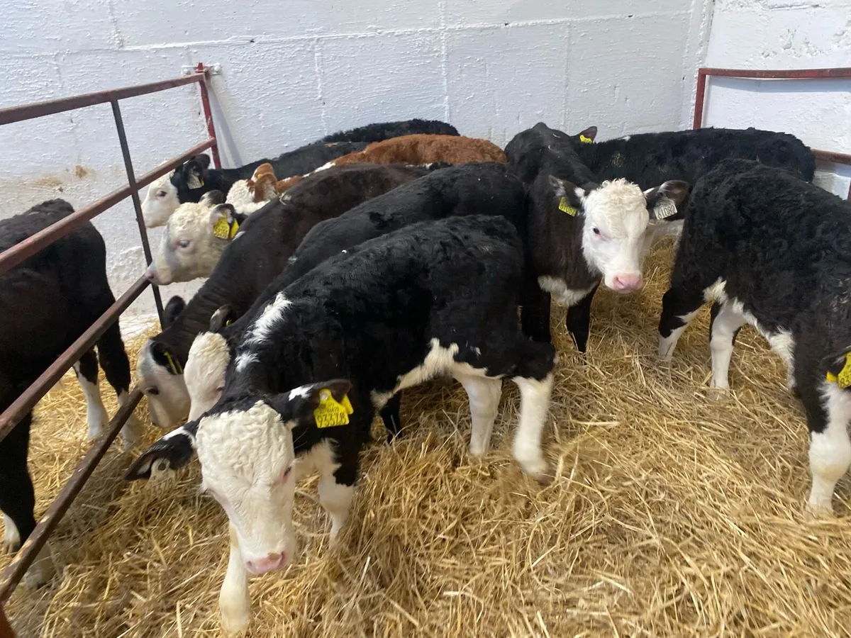 10 Super Whitehead Heifers - Image 2