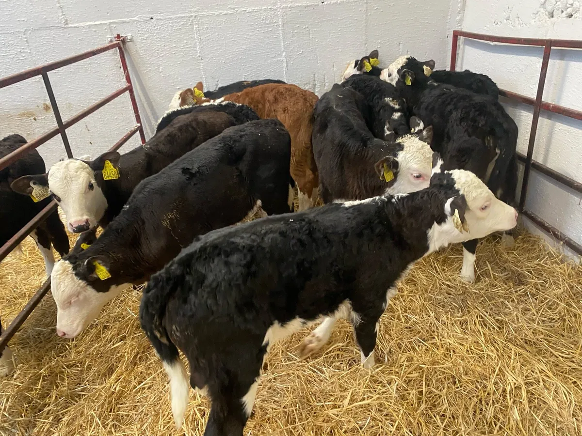 10 Super Whitehead Heifers - Image 3
