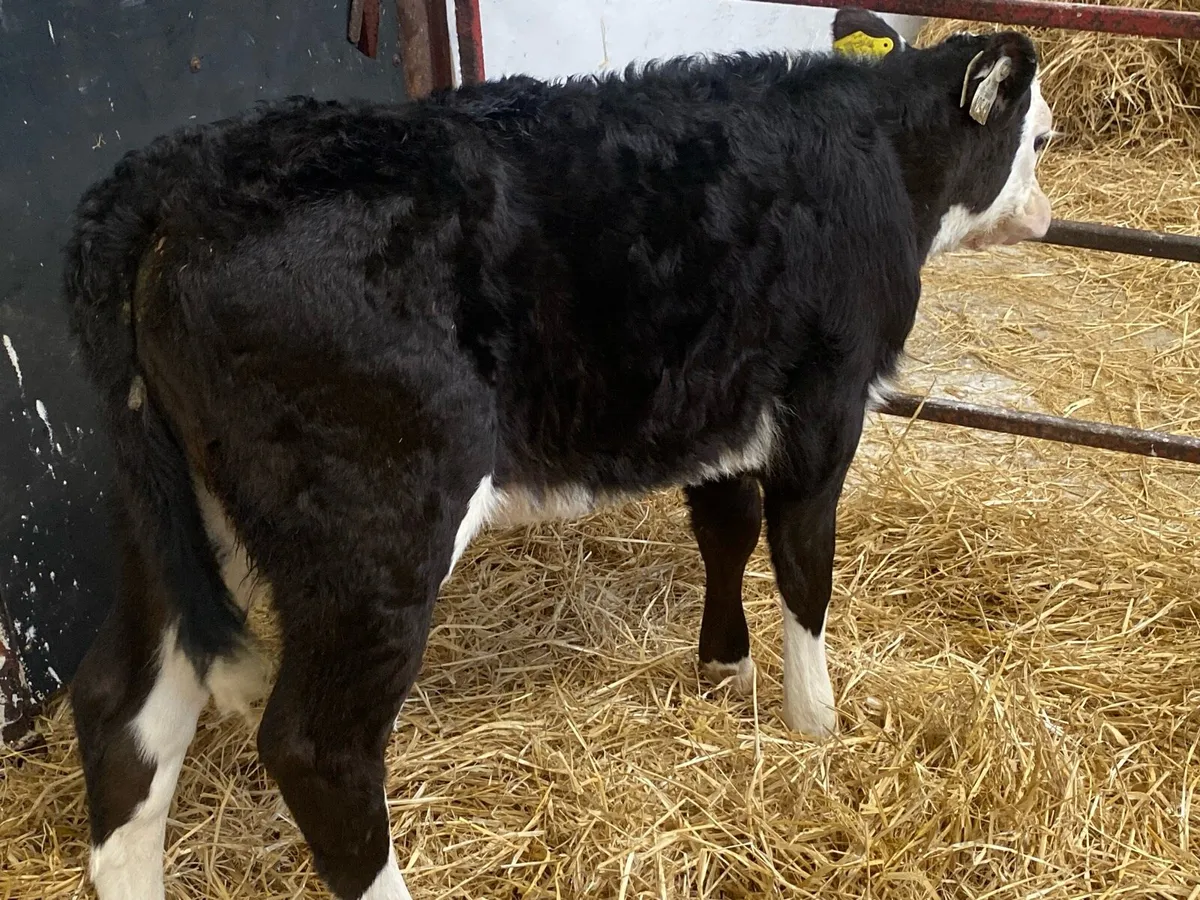 10 Super Whitehead Heifers - Image 4