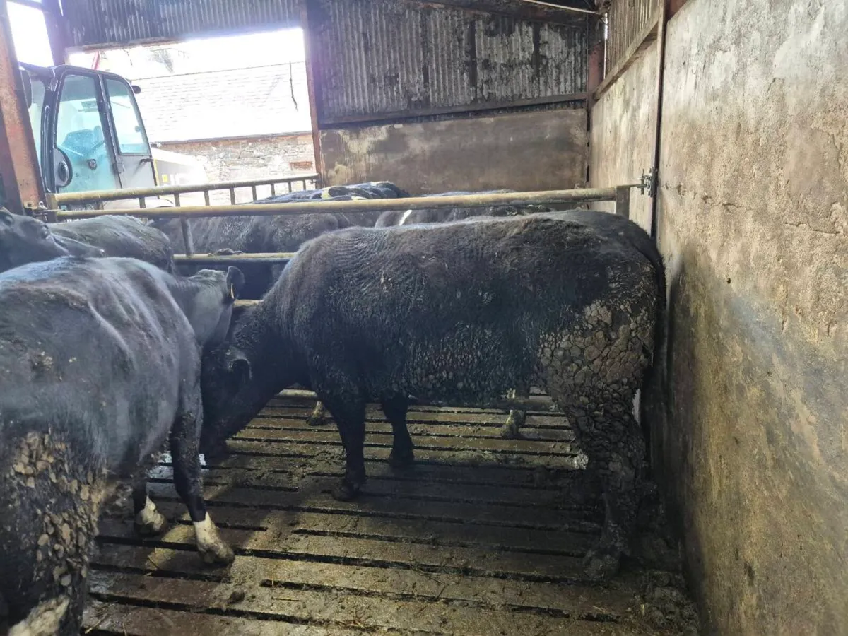 Pedigree Angus Heifer - Image 1