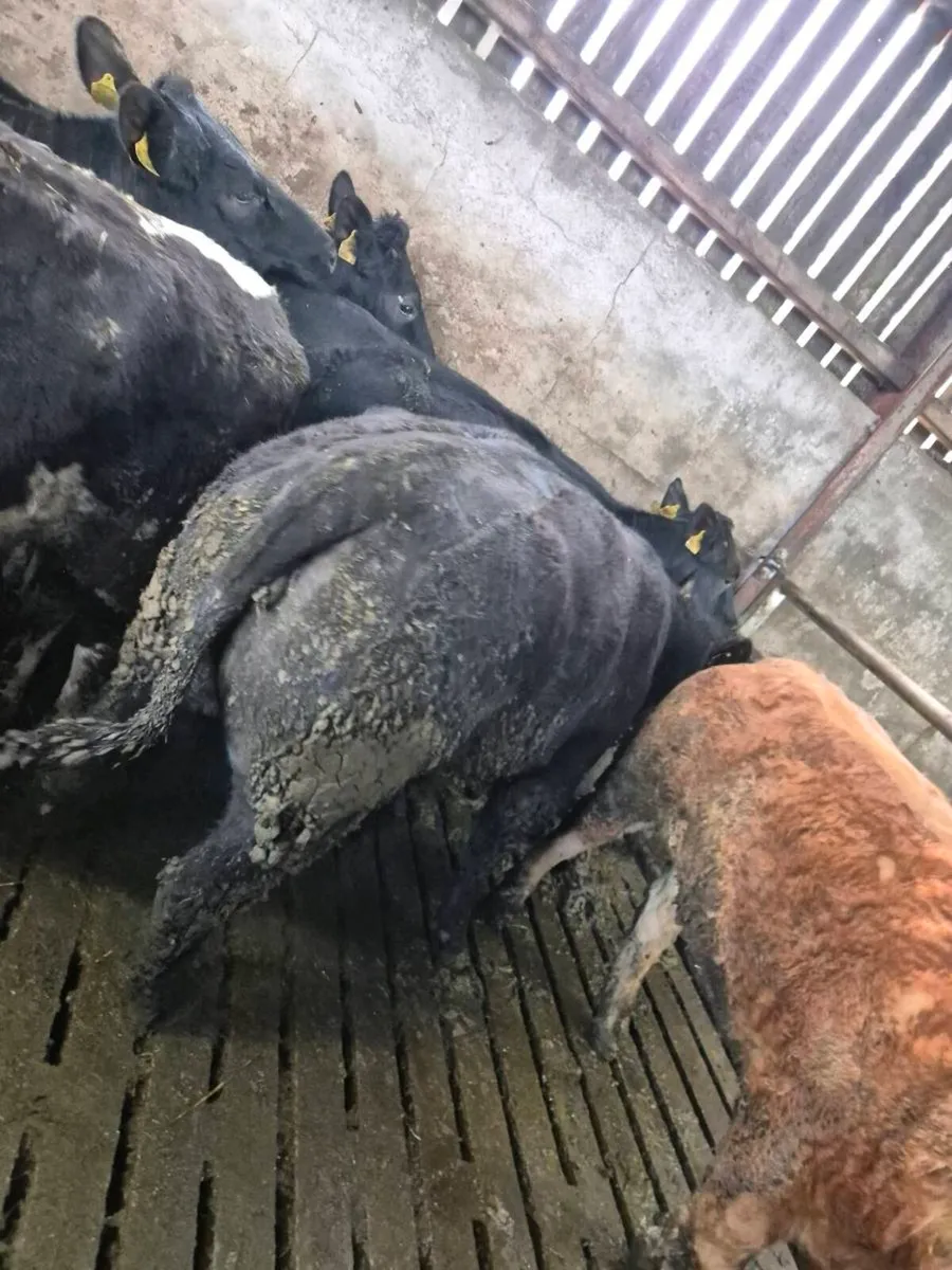 Pedigree Angus Heifer - Image 2