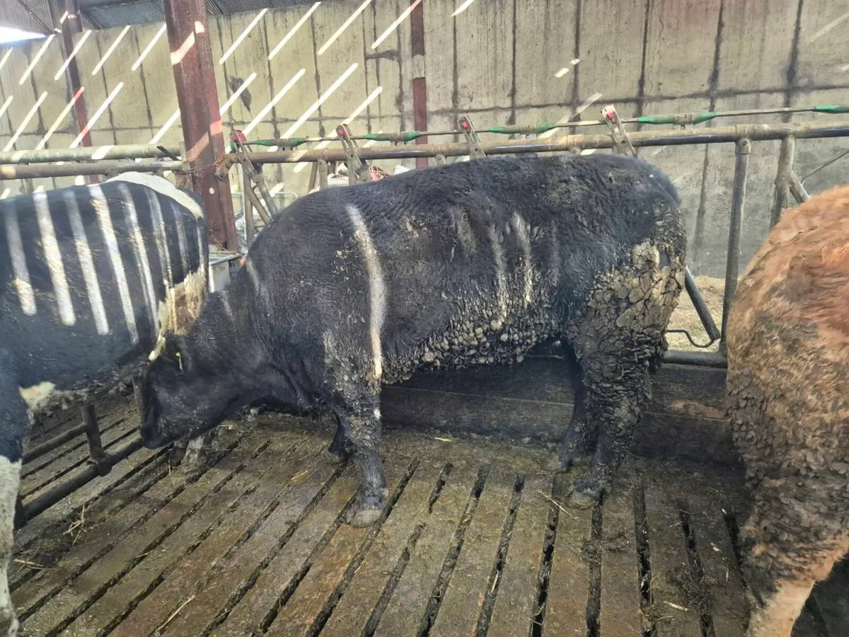 Pedigree Angus Heifer - Image 3