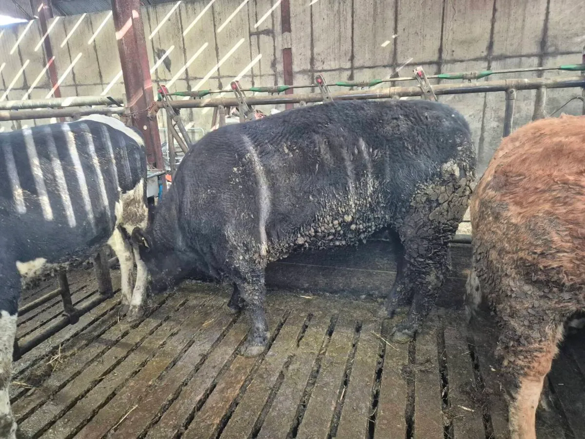 Pedigree Angus Heifer - Image 4