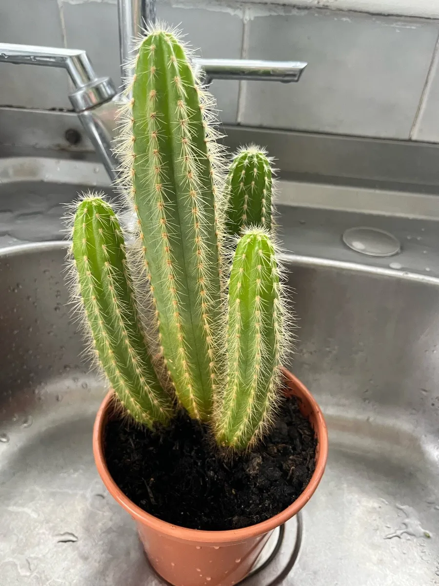 Cactus plant - Image 4