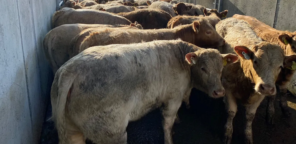 LEINSTER LIVESTOCK • GRANARD •  CATTLE - Image 4