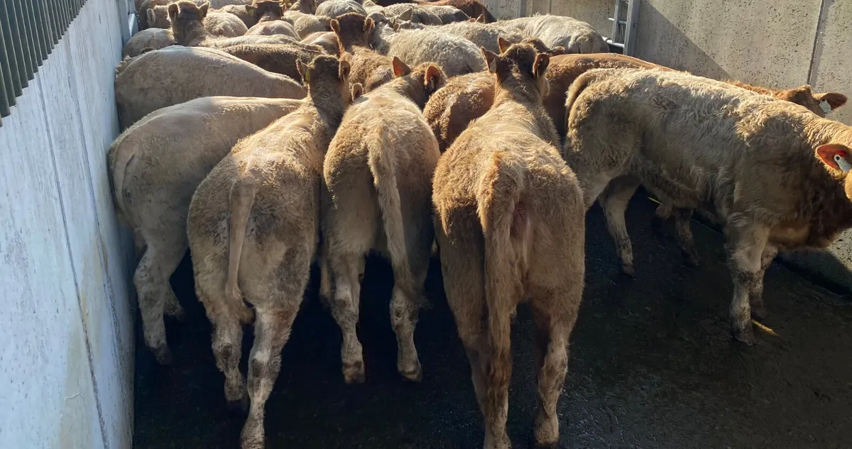 LEINSTER LIVESTOCK • GRANARD •  CATTLE - Image 3