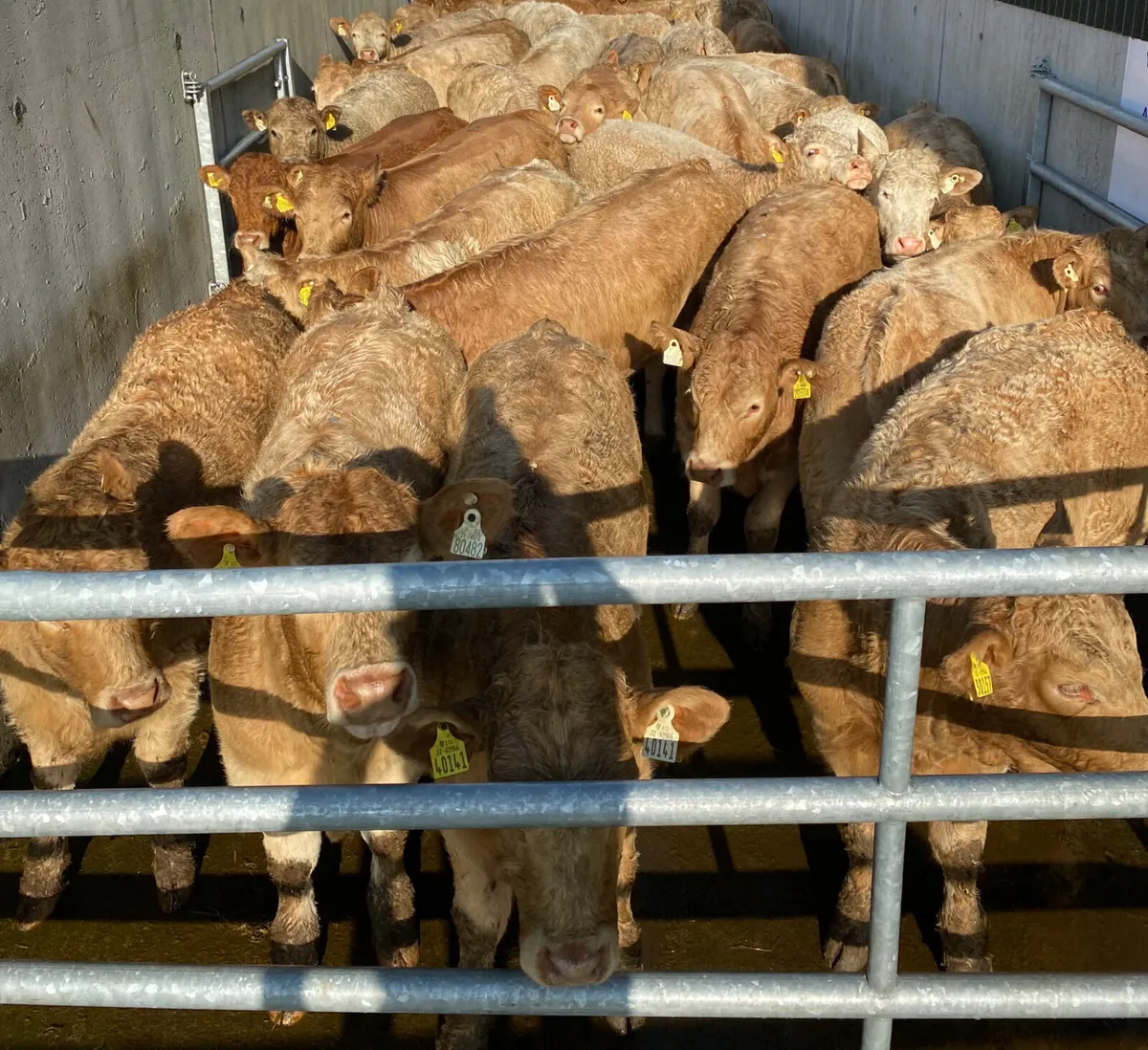 LEINSTER LIVESTOCK • GRANARD •  CATTLE - Image 2