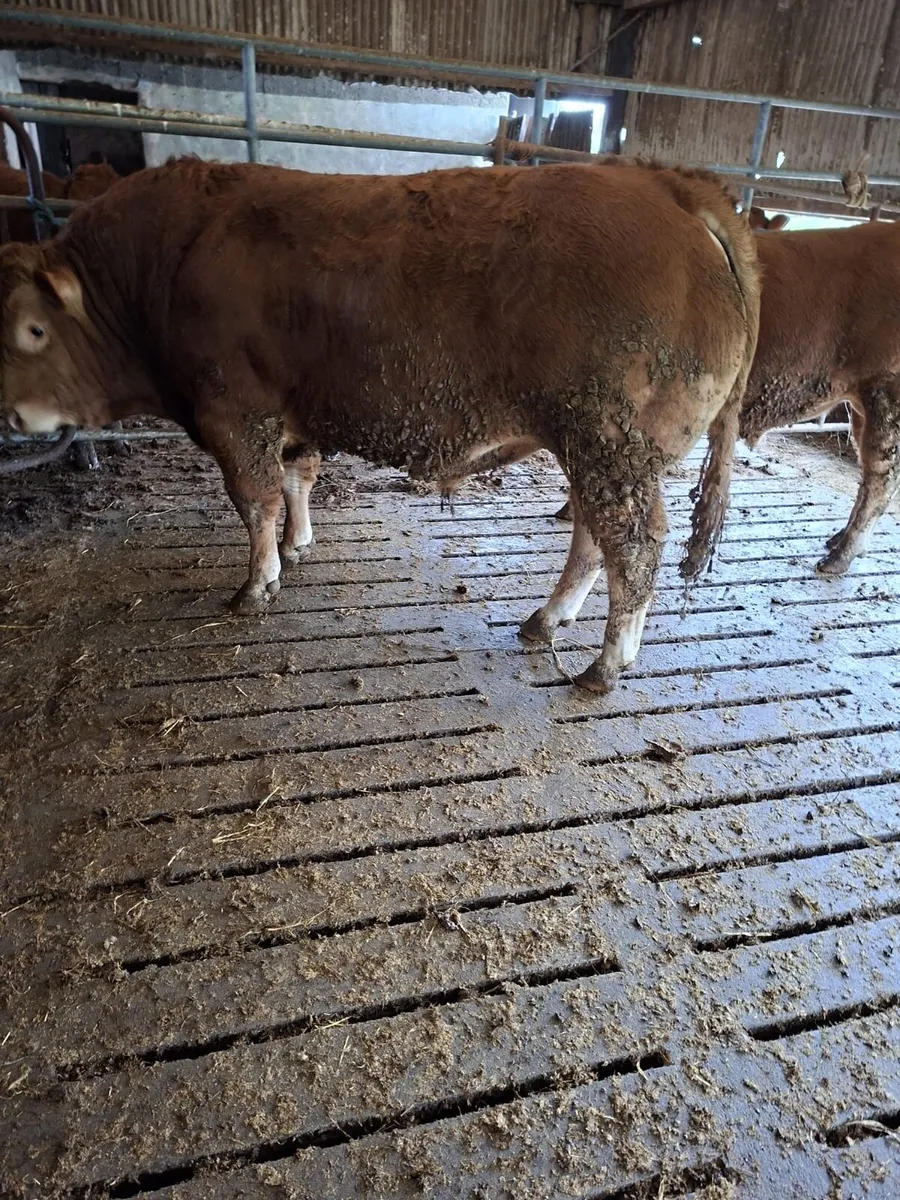 Pedigree Limousin for Sale - Image 3