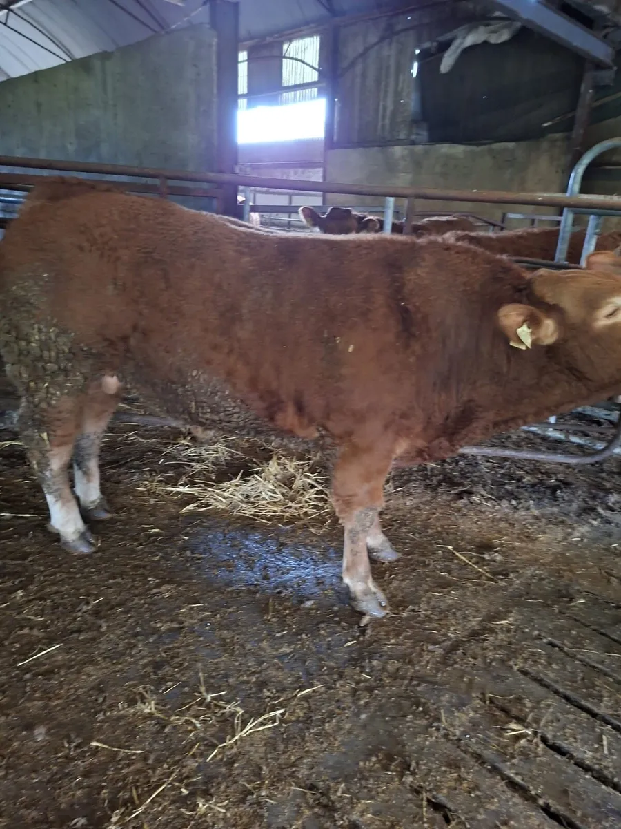 Pedigree Limousin for Sale - Image 1