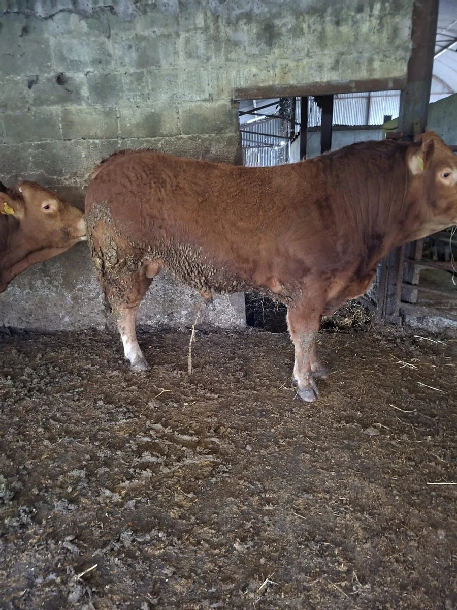 Pedigree Limousin for Sale - Image 4