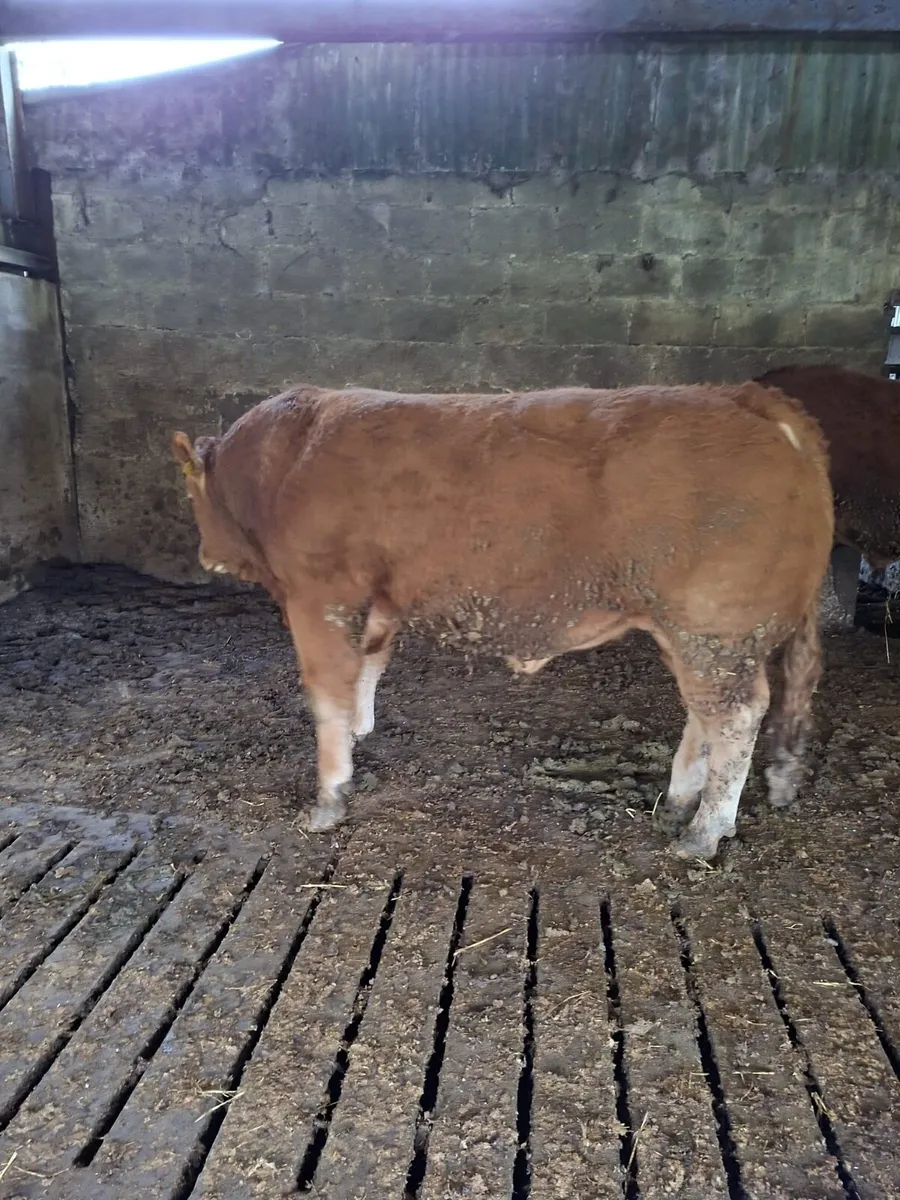 Pedigree Limousin for Sale - Image 2