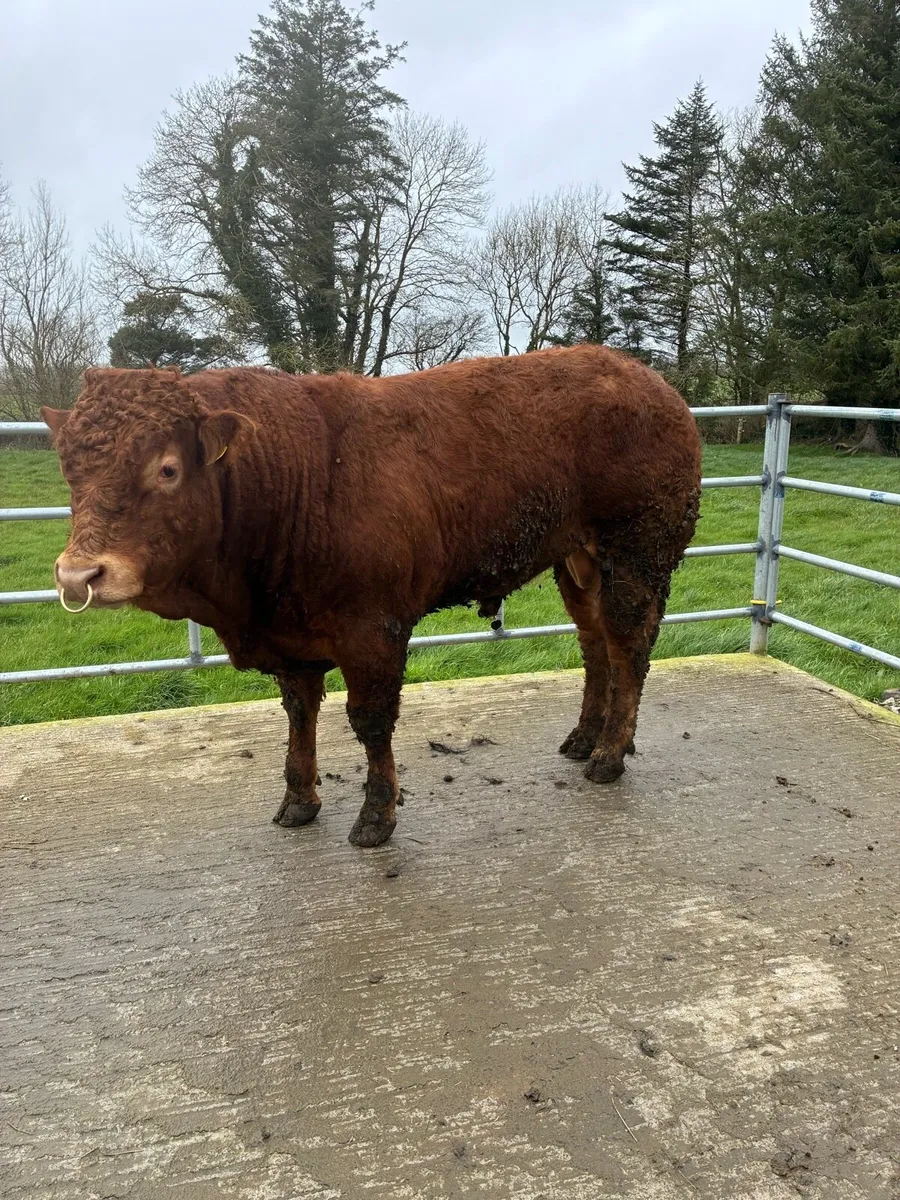 Limousine bulls - Image 1