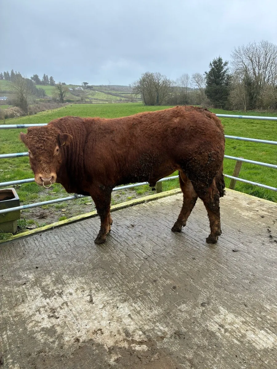 Limousine bulls - Image 2