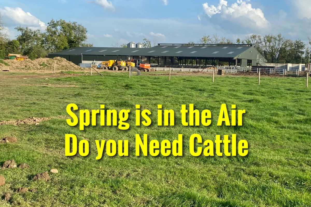 LEINSTER LIVESTOCK • GRANARD •  CATTLE - Image 1