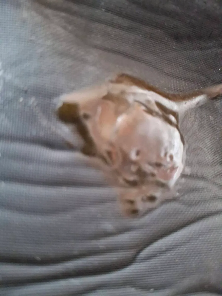 Dive Dry suit - Image 3