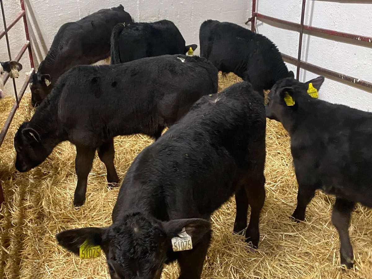 6 Angus Bull Calves - Image 1
