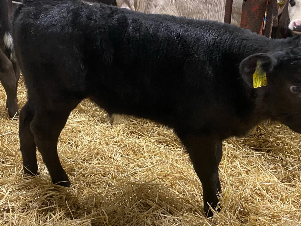 6 Angus Bull Calves - Image 2