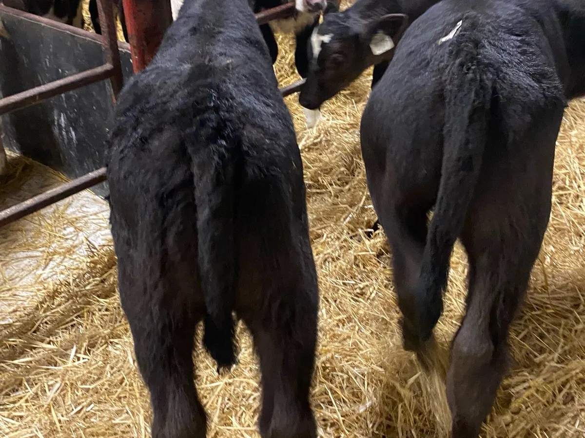 6 Angus Bull Calves - Image 4