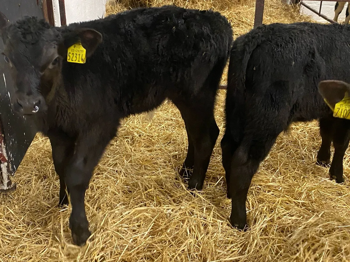 6 Angus Bull Calves - Image 3