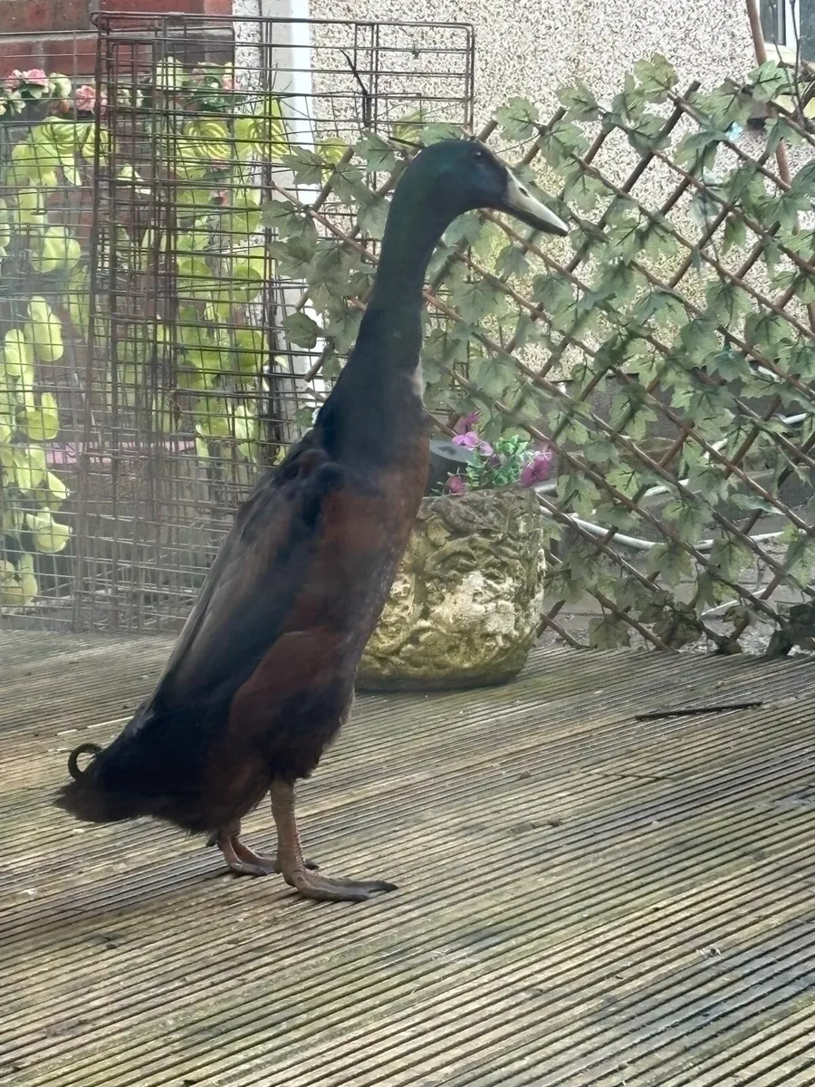 Indian runner and Welsh harlequin ducks - Image 1