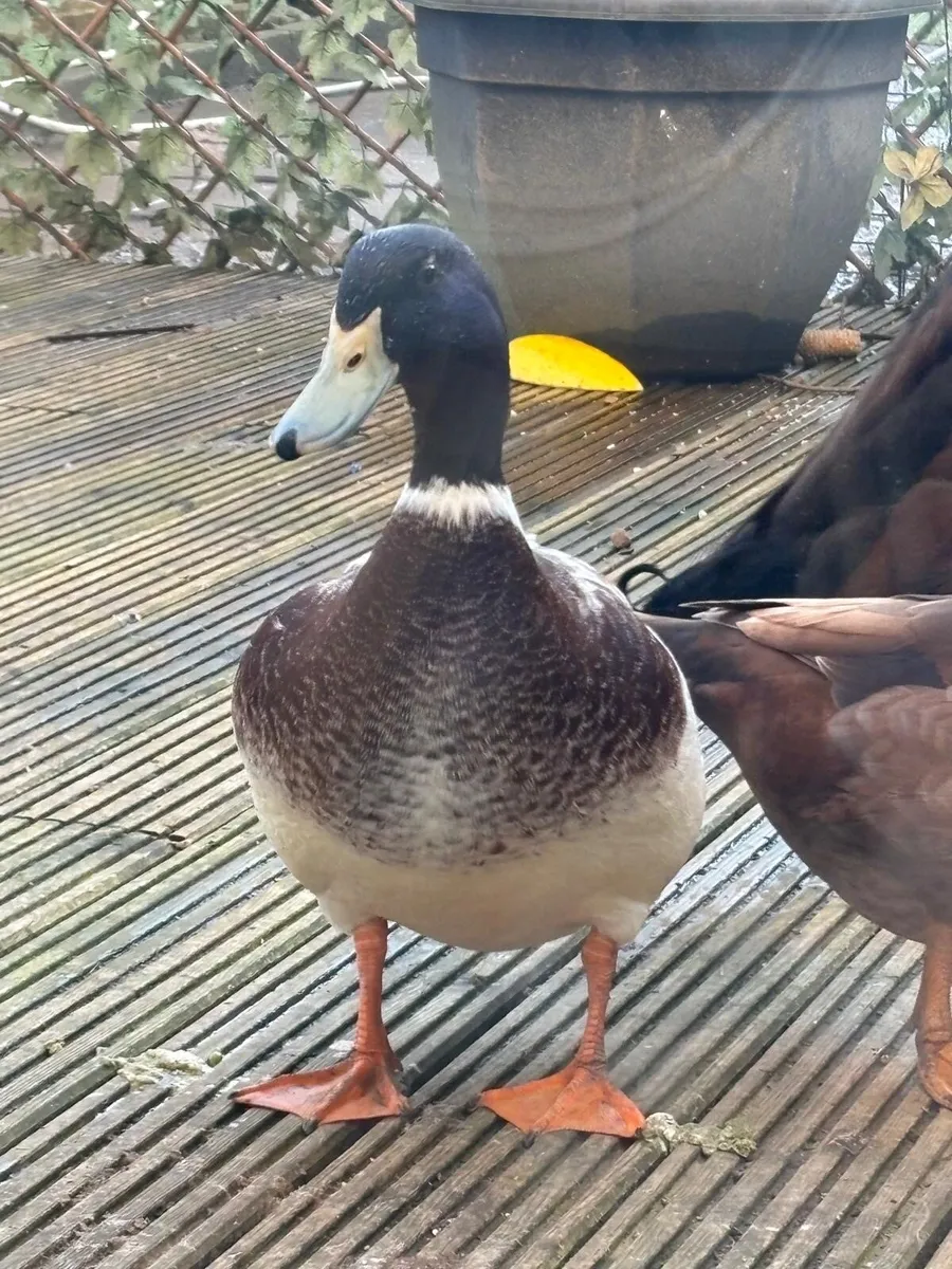 Indian runner and Welsh harlequin ducks - Image 2