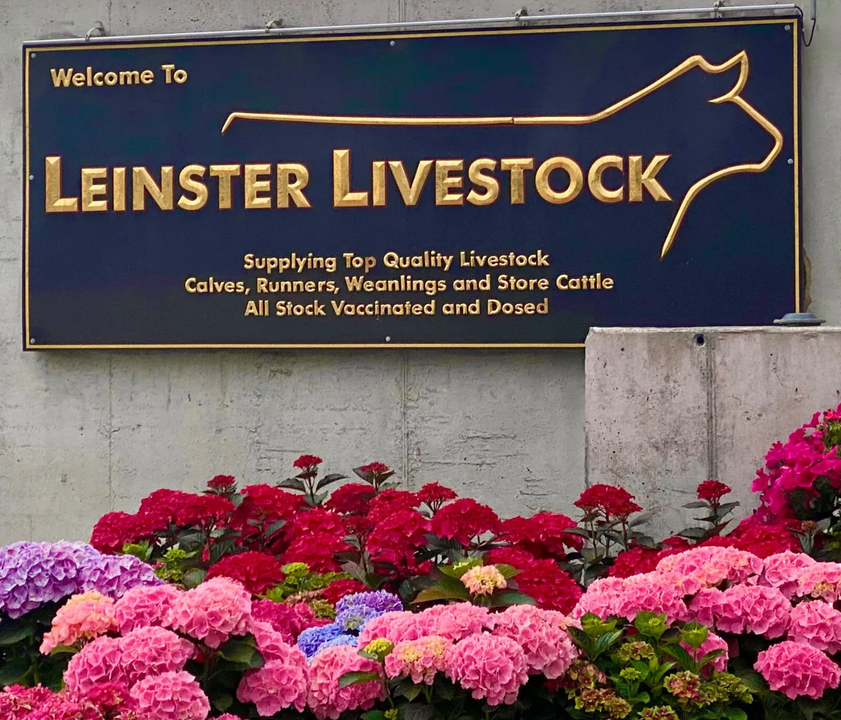 Smashing Charolais Bullocks / Heifers - Image 1