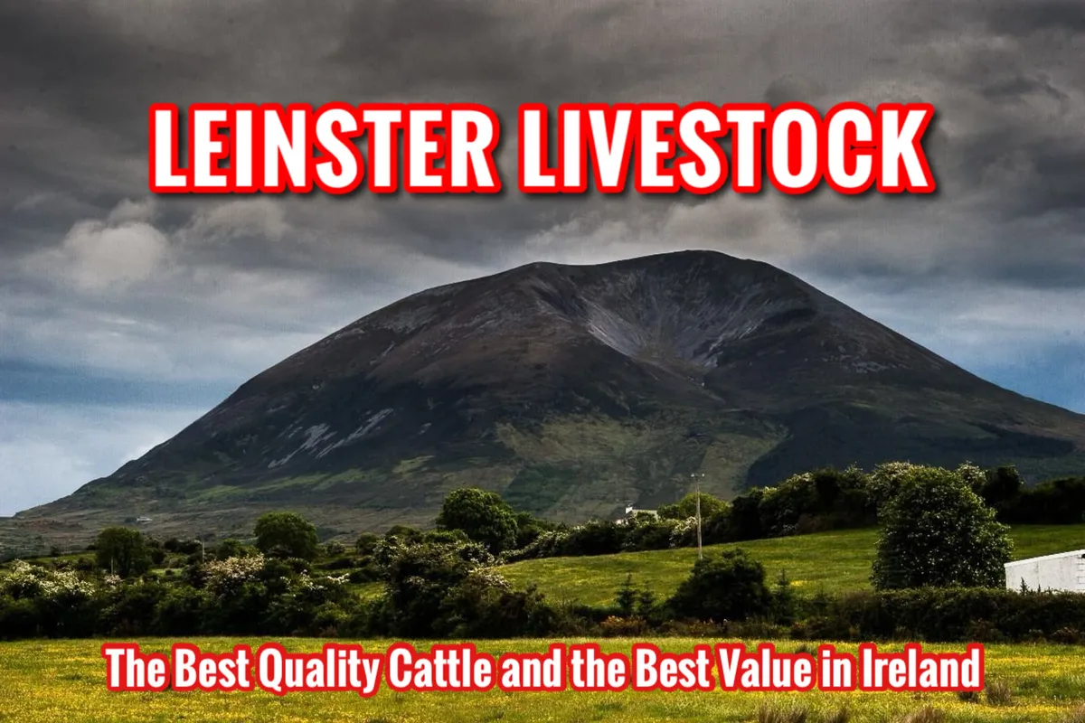 DO U NEED CATTLE • LEINSTER LIVESTOCK - Image 1