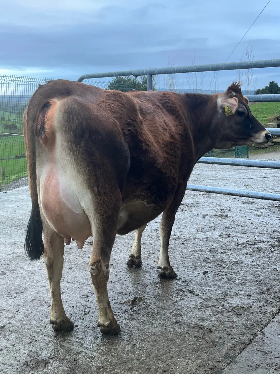 Pedigree Registered Jersey Heifer - Image 1