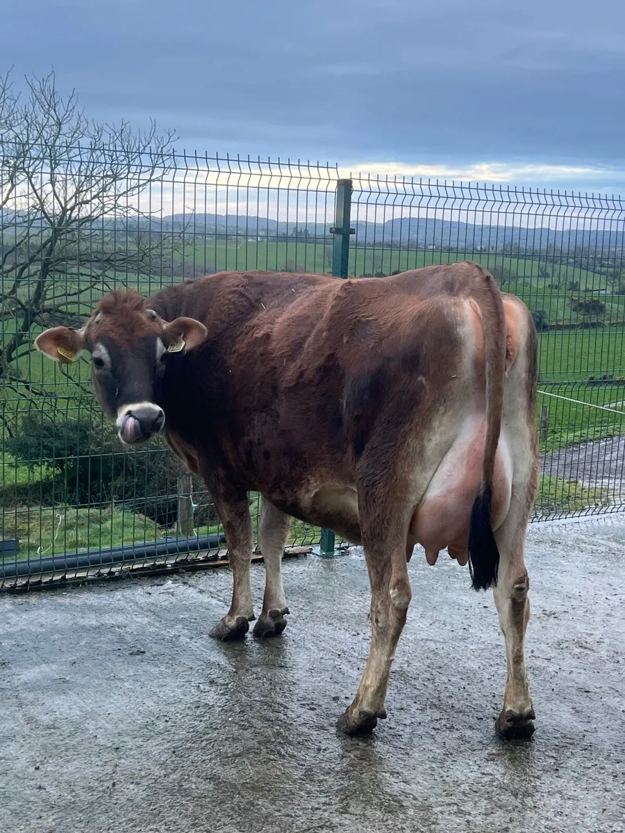 Pedigree Registered Jersey Heifer - Image 2