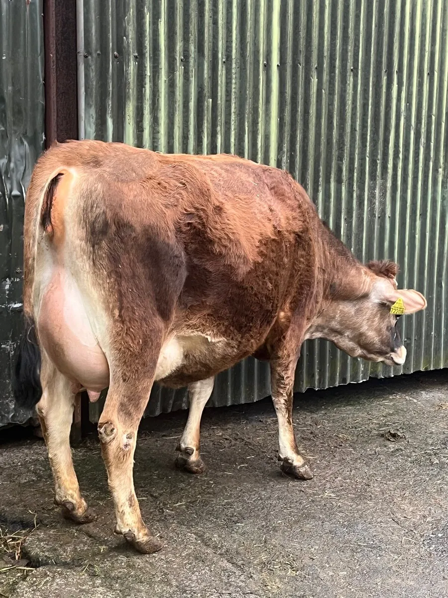 Pedigree Registered Jersey Heifer - Image 4