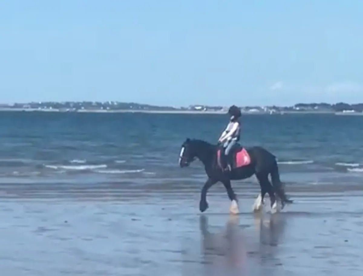 13.2 10yr old Cob - Image 4