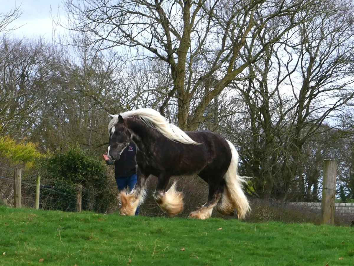 IRISHCOBS STALLIONS AT STUD - Image 3