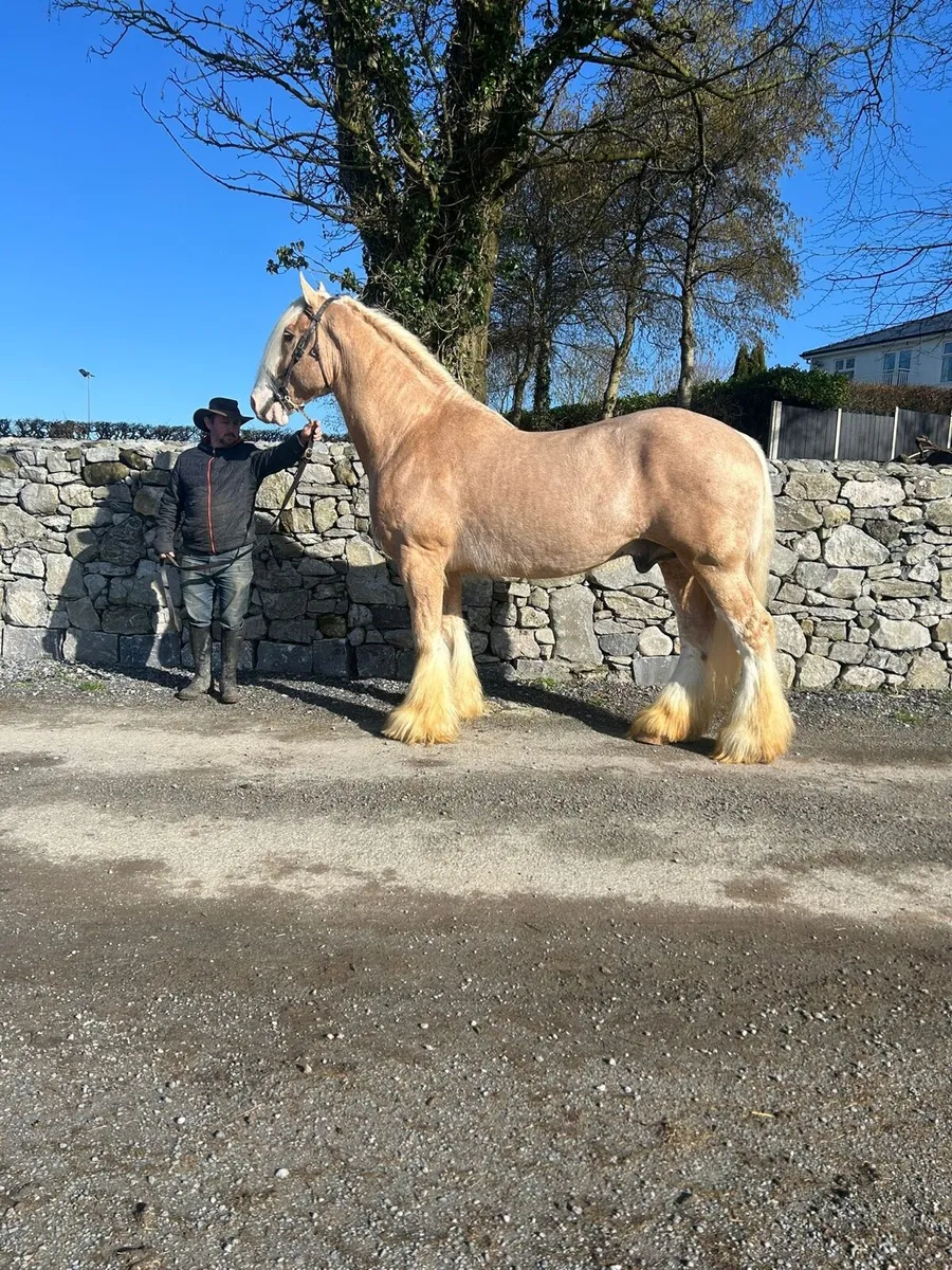 IRISHCOBS STALLIONS AT STUD - Image 4