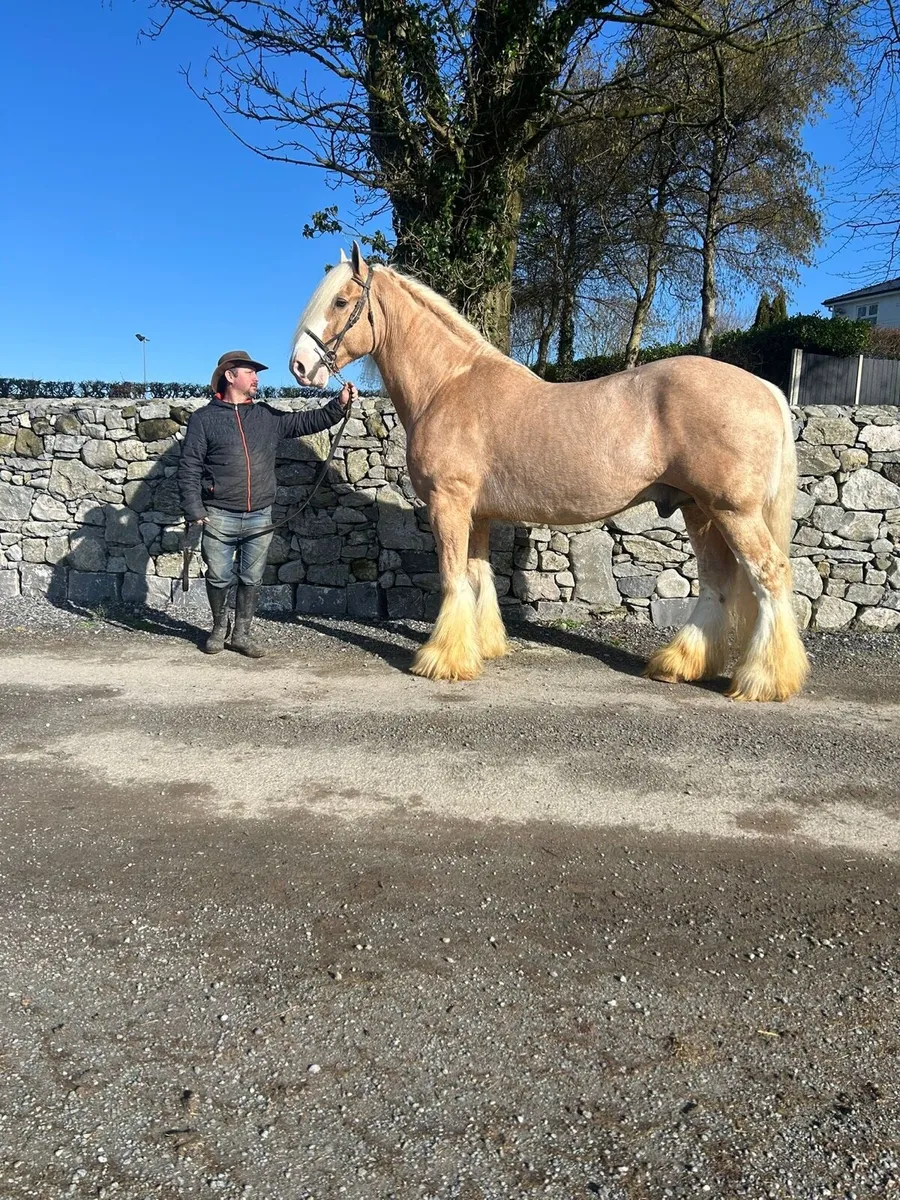 IRISHCOBS STALLIONS AT STUD - Image 3