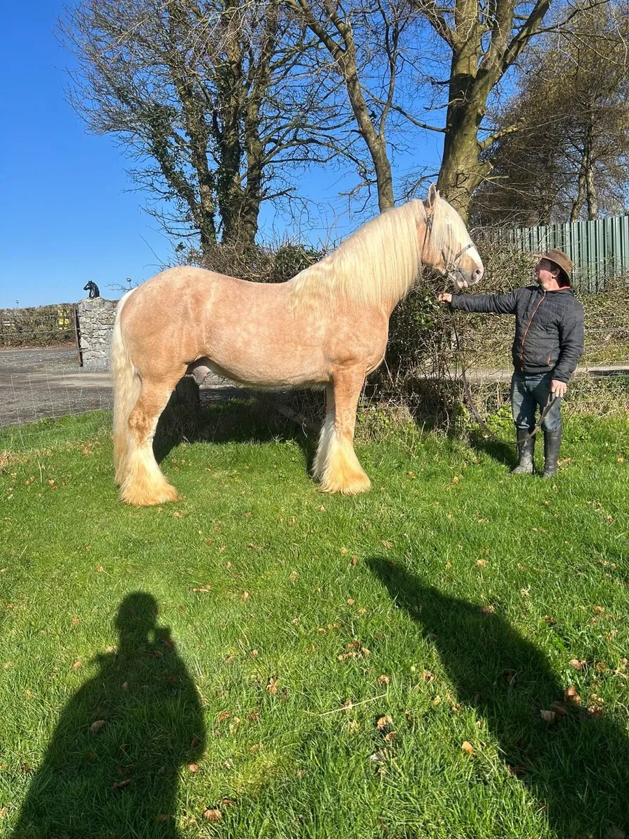 IRISHCOBS STALLIONS AT STUD - Image 4