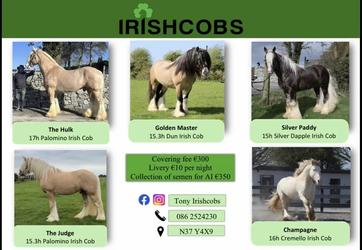 IRISHCOBS STALLIONS AT STUD - Image 1