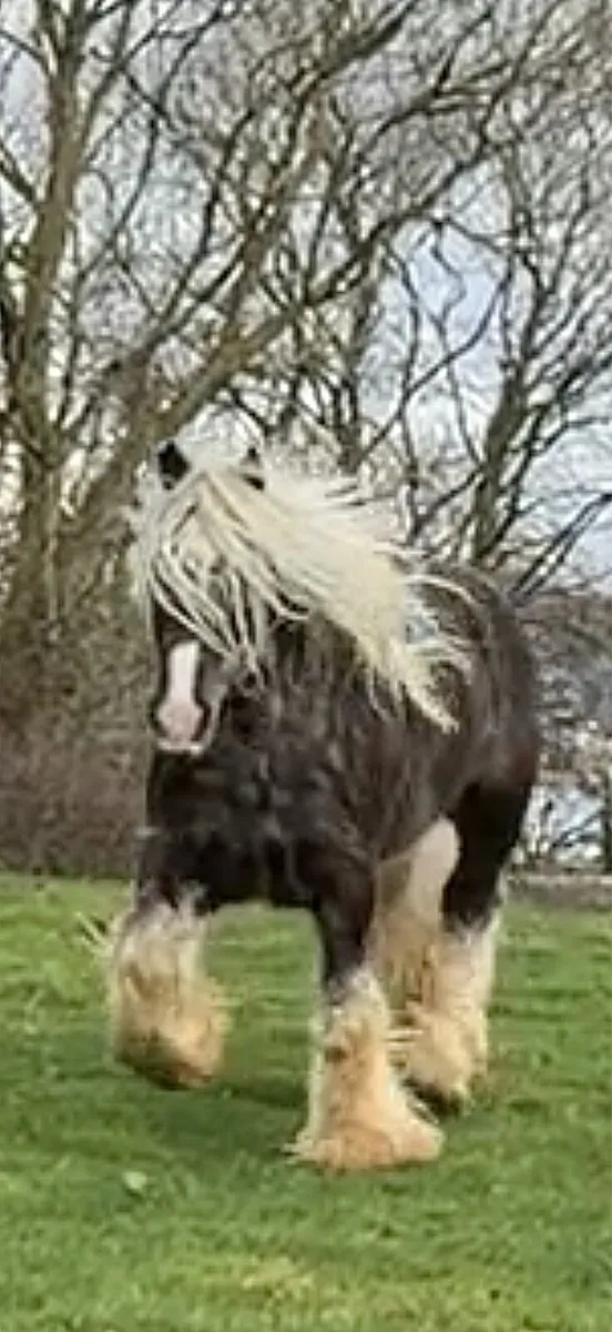 IRISHCOBS STALLIONS AT STUD - Image 2