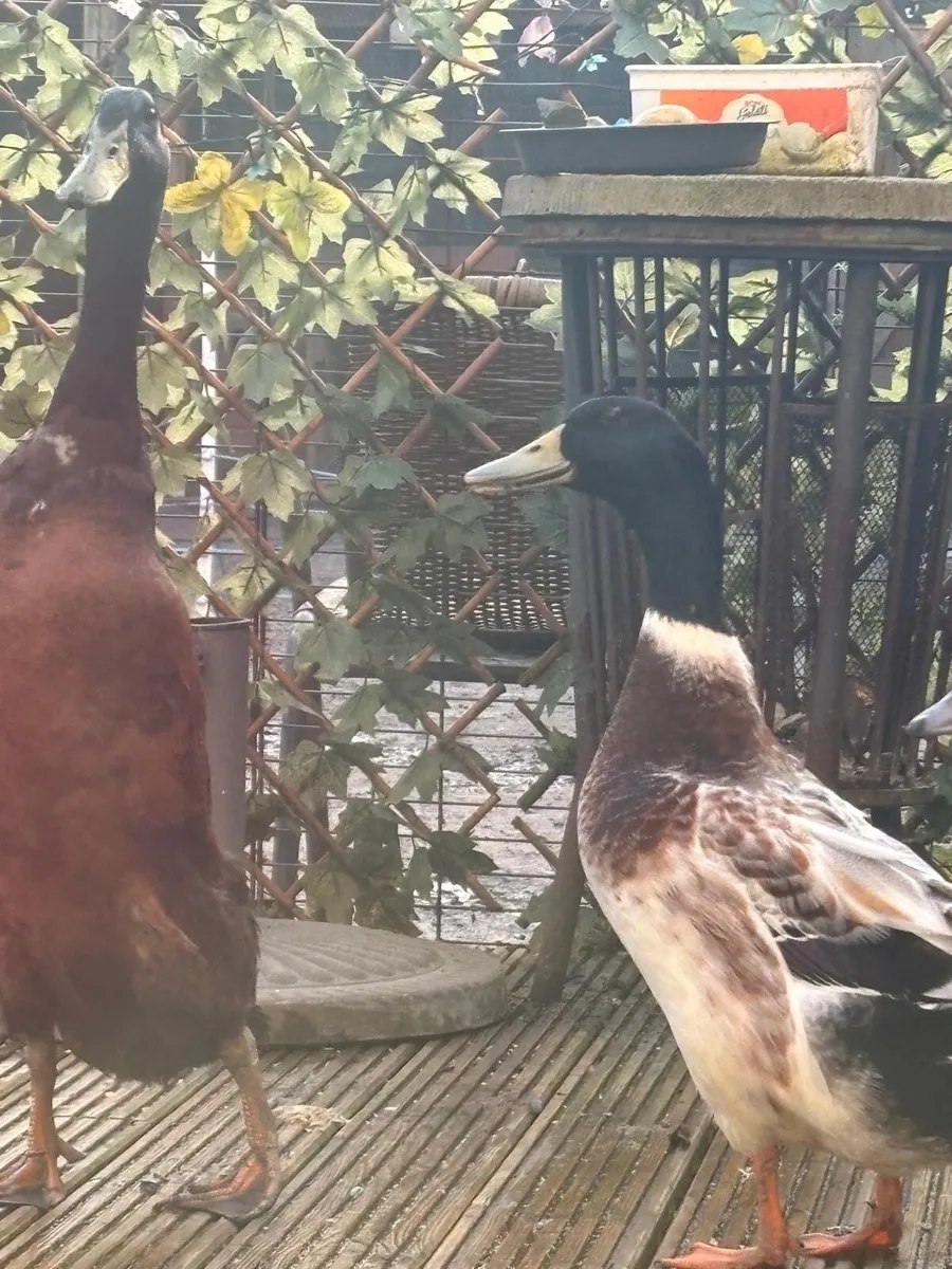 Indian runner and Welsh harlequin ducks - Image 3