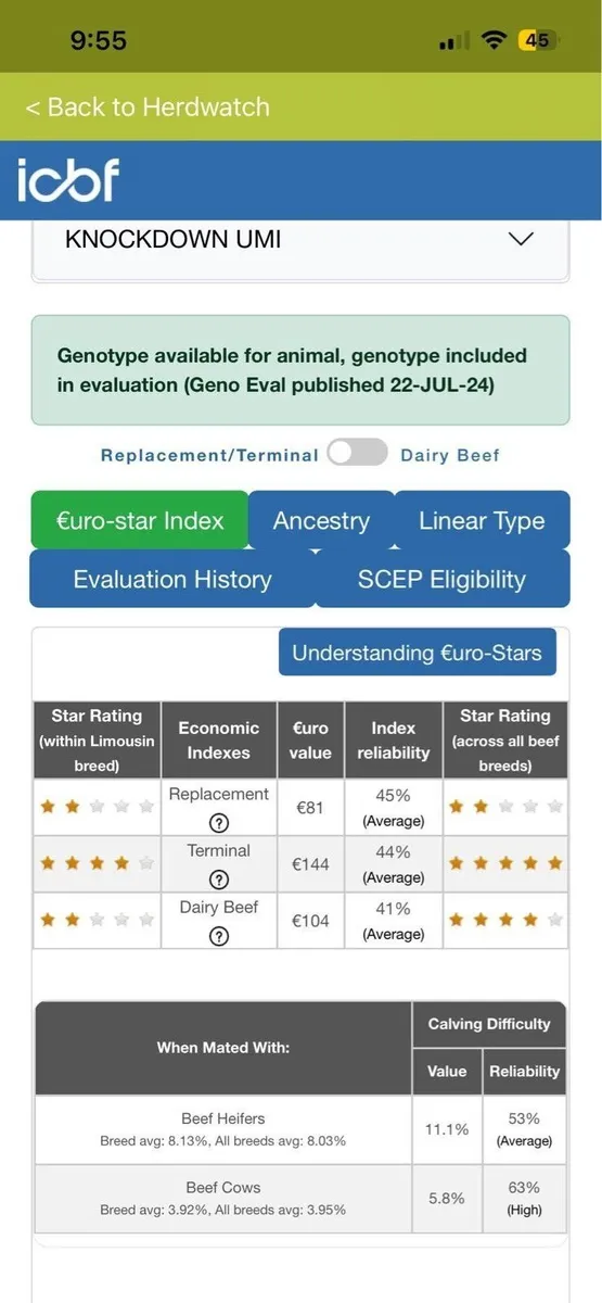 Limousine bulls - Image 3
