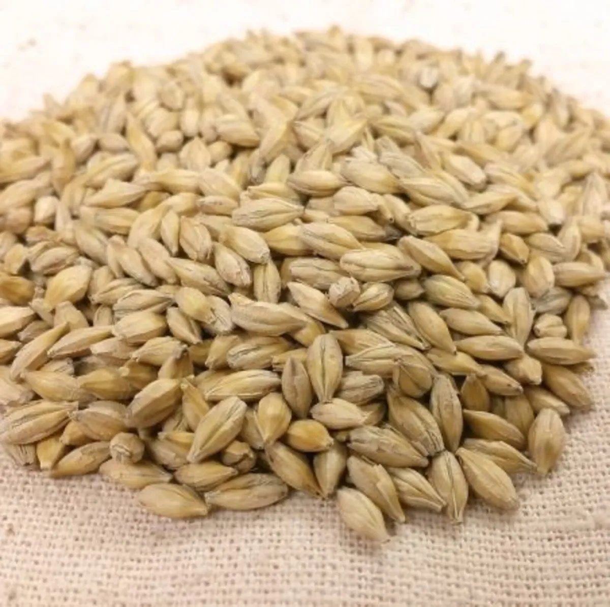 Spring barley