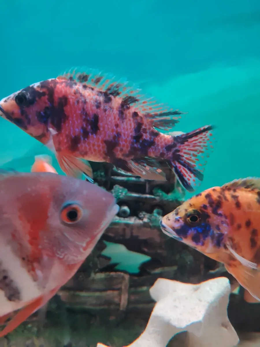 African& American cichlids - Image 2